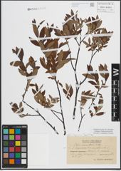 Foto von Salix lapponum L. x Salix myrtilloides L.